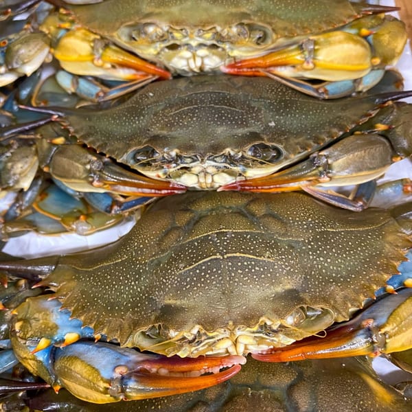 Close-up of several fresh blue crabs with brown shells and vibrant blue and orange claws.