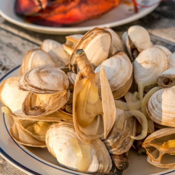 A plate of steamed clams with open shells, some showing their necks, on a wooden table.