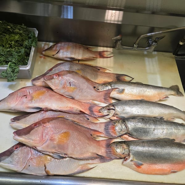 Freshly caught red snapper and trout displayed on a white cutting board next to a bin of kale.